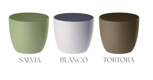 Sanseviera Moonshine - Imagen 3