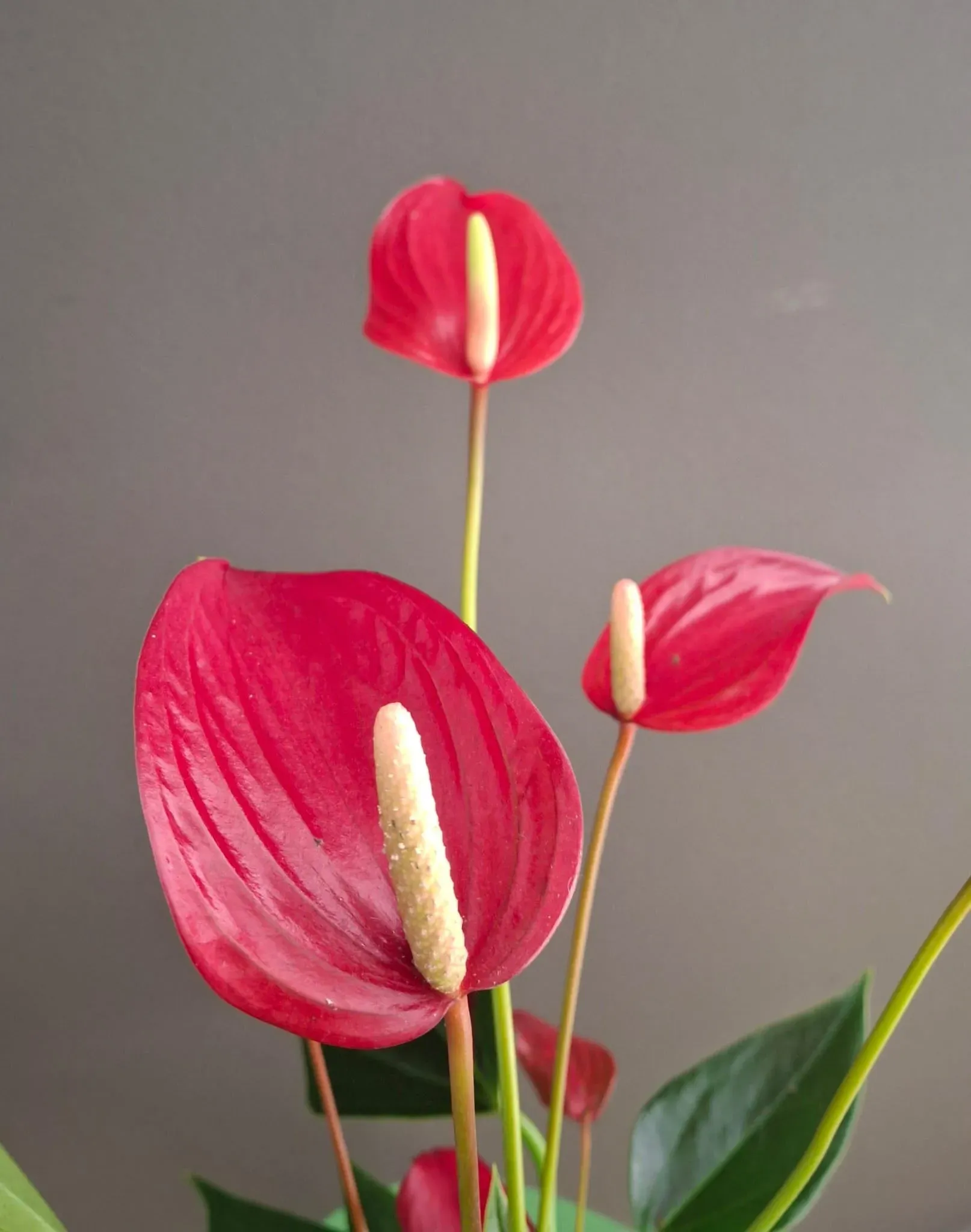 Anthurium - Imagen 4