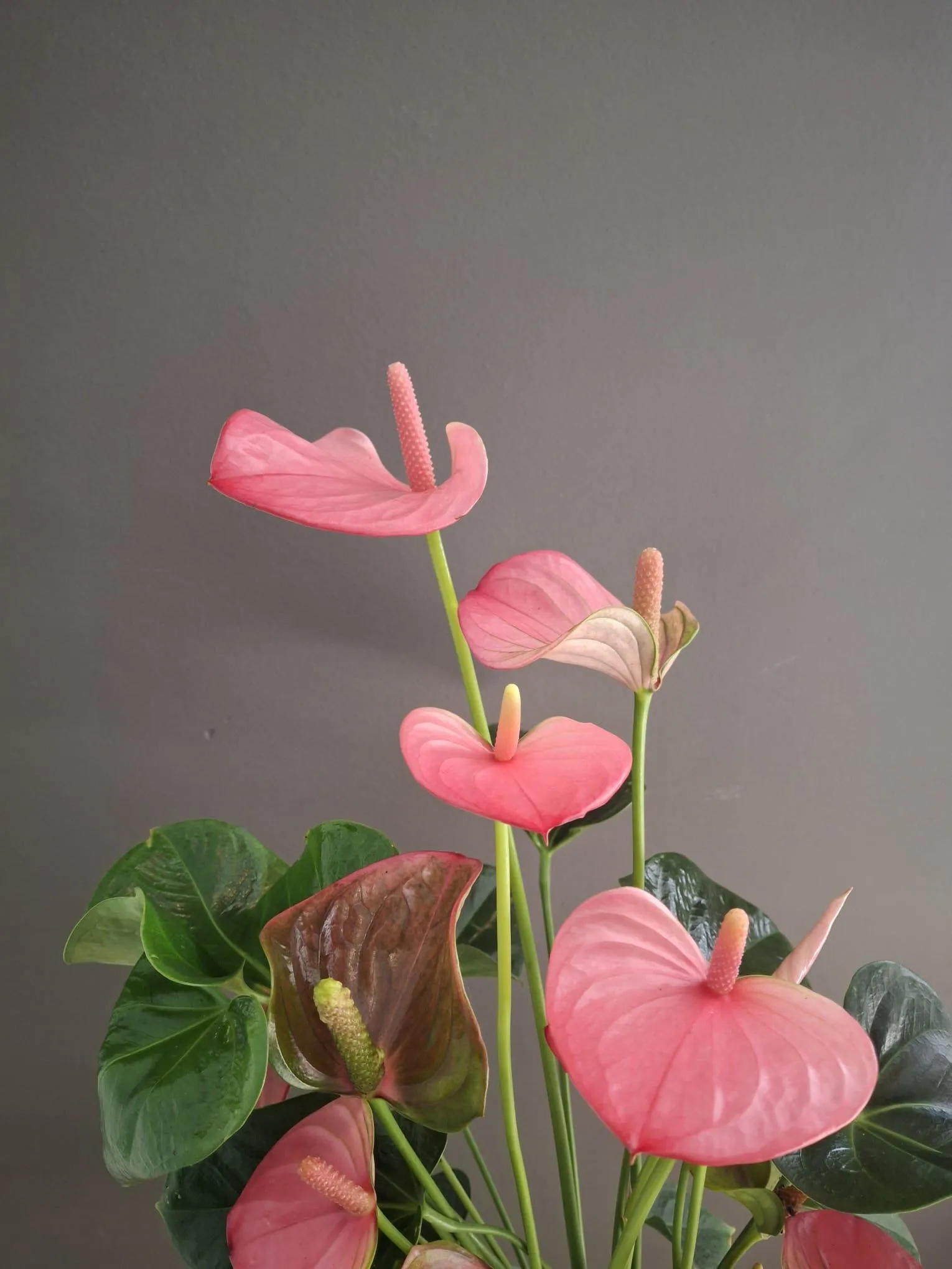 Anthurium - Imagen 3