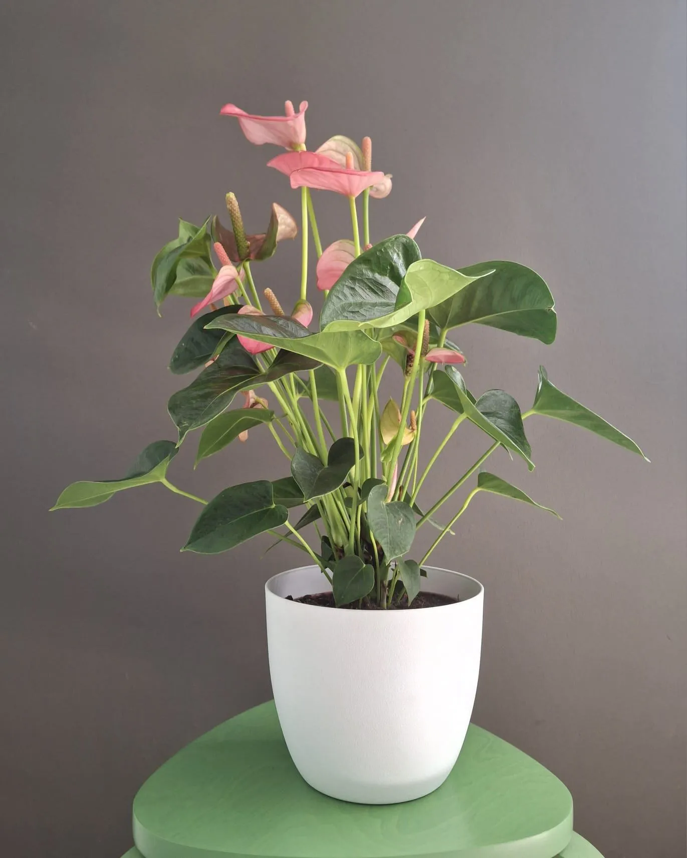 Anthurium - Imagen 2