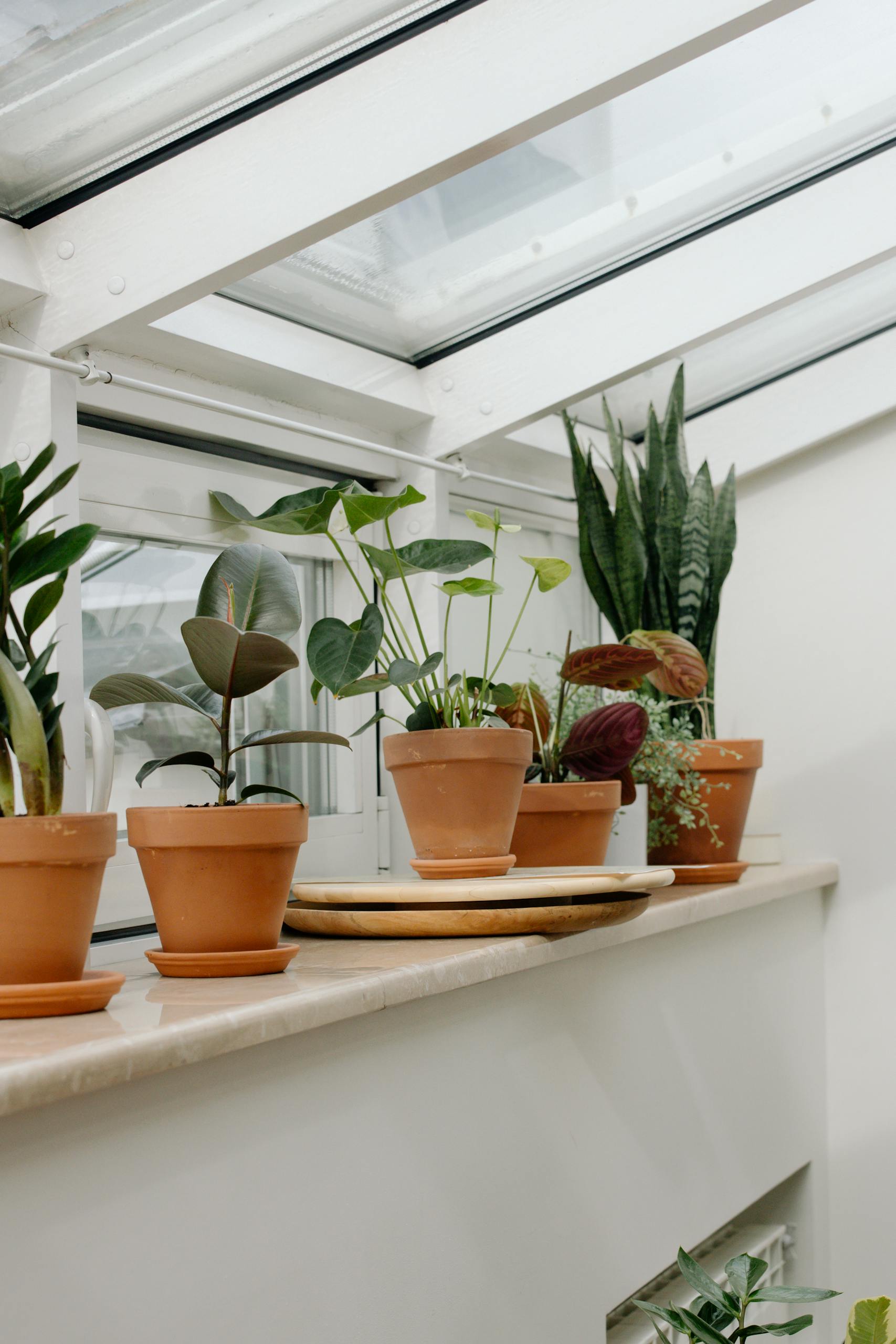 A variety of houseplants in clay pots on a windowsill, perfect for indoor gardening inspiration.